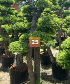 Cây Mai Chiếu Thủy