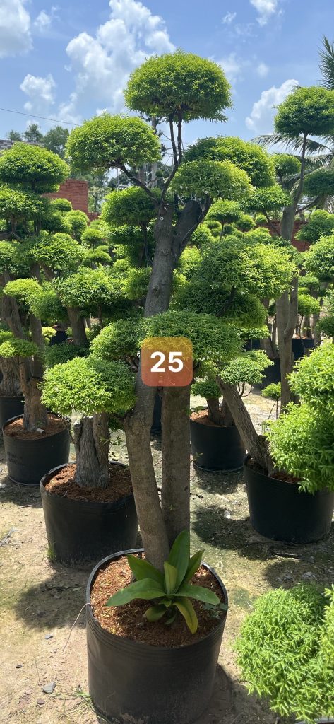 Cây Xanh Minh Hiếu