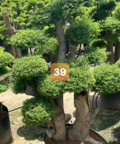 Cây Mai Chiếu Thủy