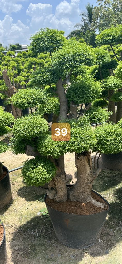 Cây Xanh Minh Hiếu