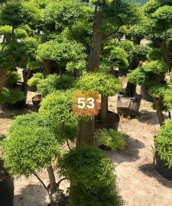 Cây Mai Chiếu Thủy