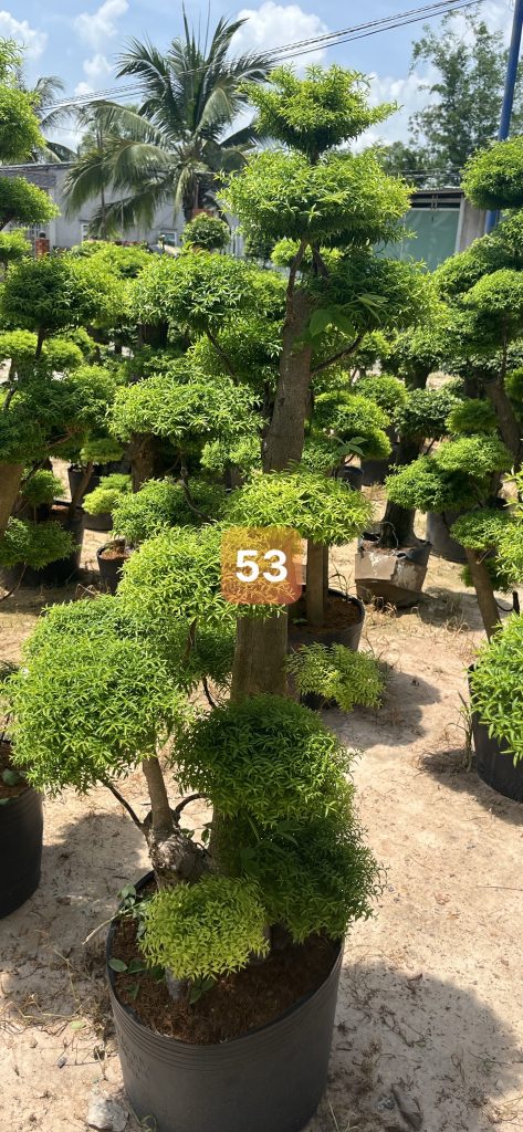 Cây Xanh Minh Hiếu