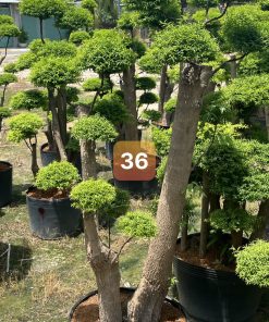 Cây Mai Chiếu Thủy