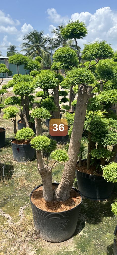 Cây Xanh Minh Hiếu