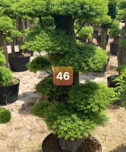 Cây Mai Chiếu Thủy