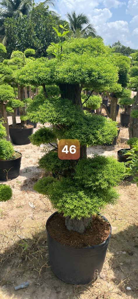 Cây Xanh Minh Hiếu