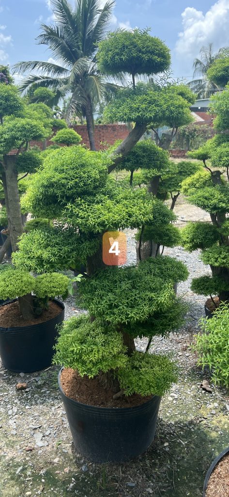 Cây Xanh Minh Hiếu