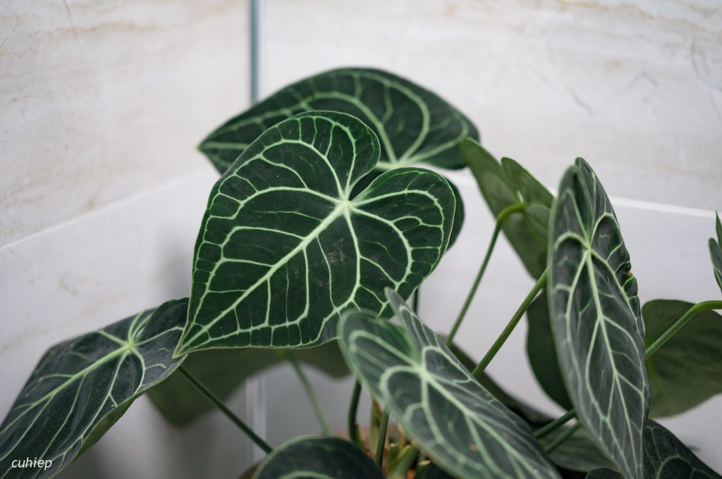 Cây Xanh Minh Hiếu