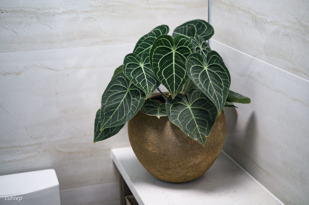 Cây Xanh Minh Hiếu