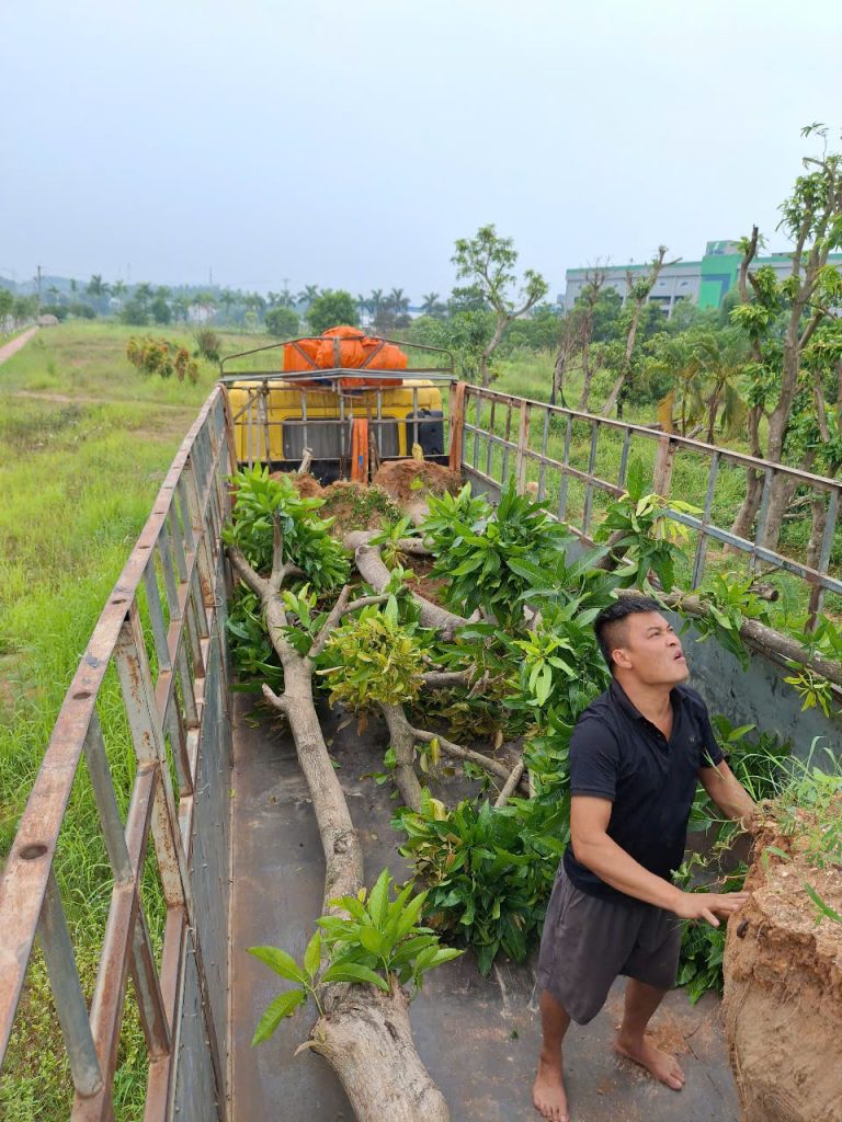 Cây Xanh Minh Hiếu