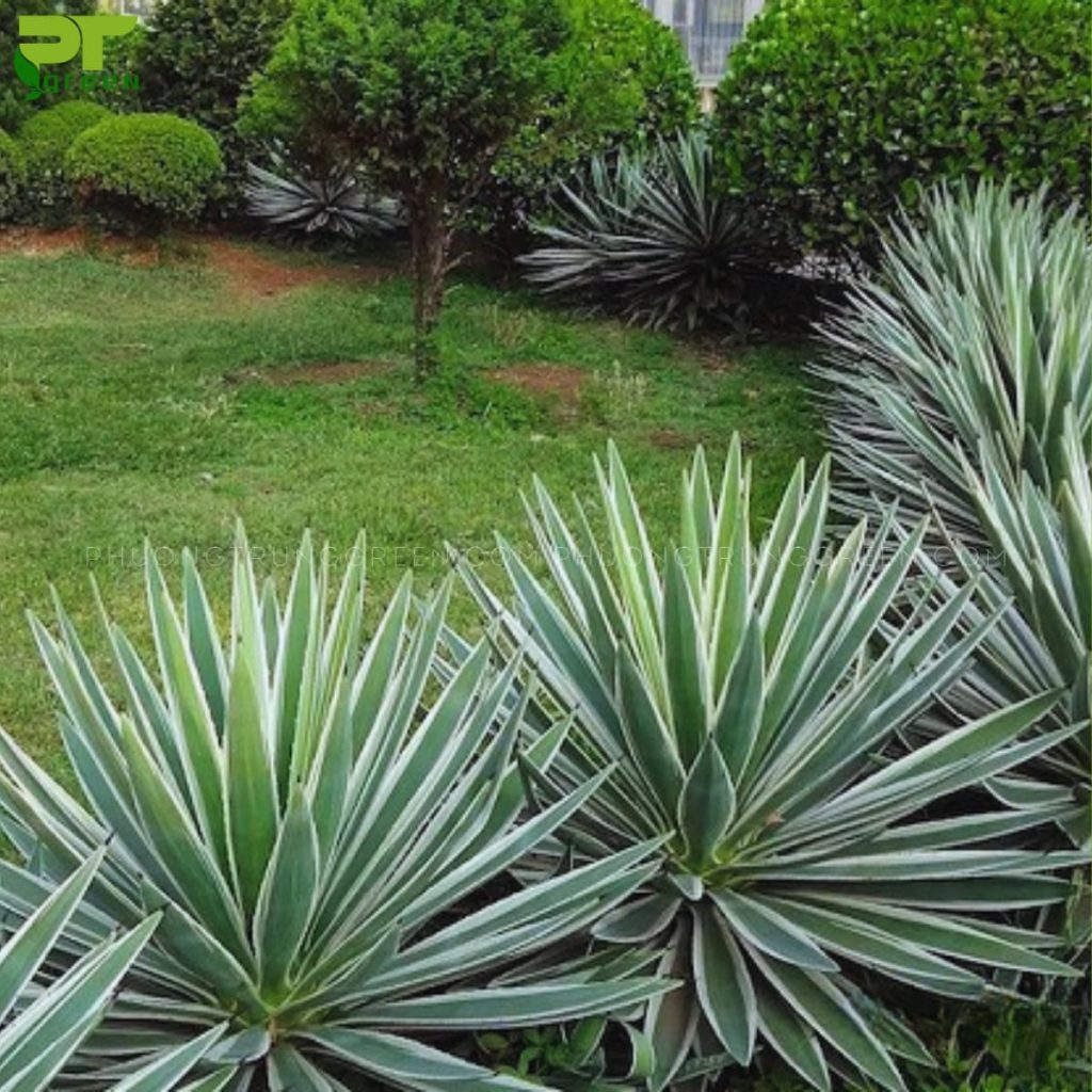 Cây Xanh Minh Hiếu