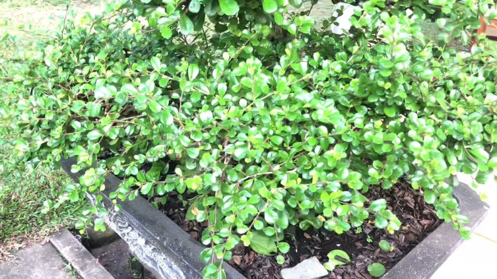 Cây Xanh Minh Hiếu