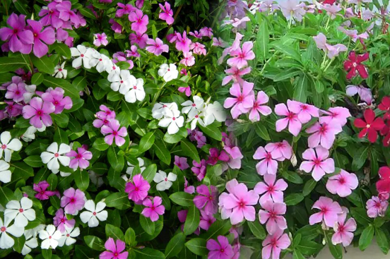 Trong Đông y hoa dừa cạn dùng để chữa nhiều bệnh