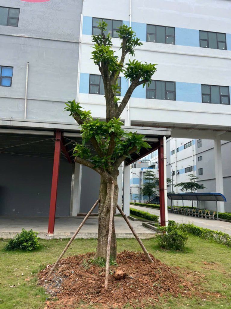 Cây Xanh Minh Hiếu