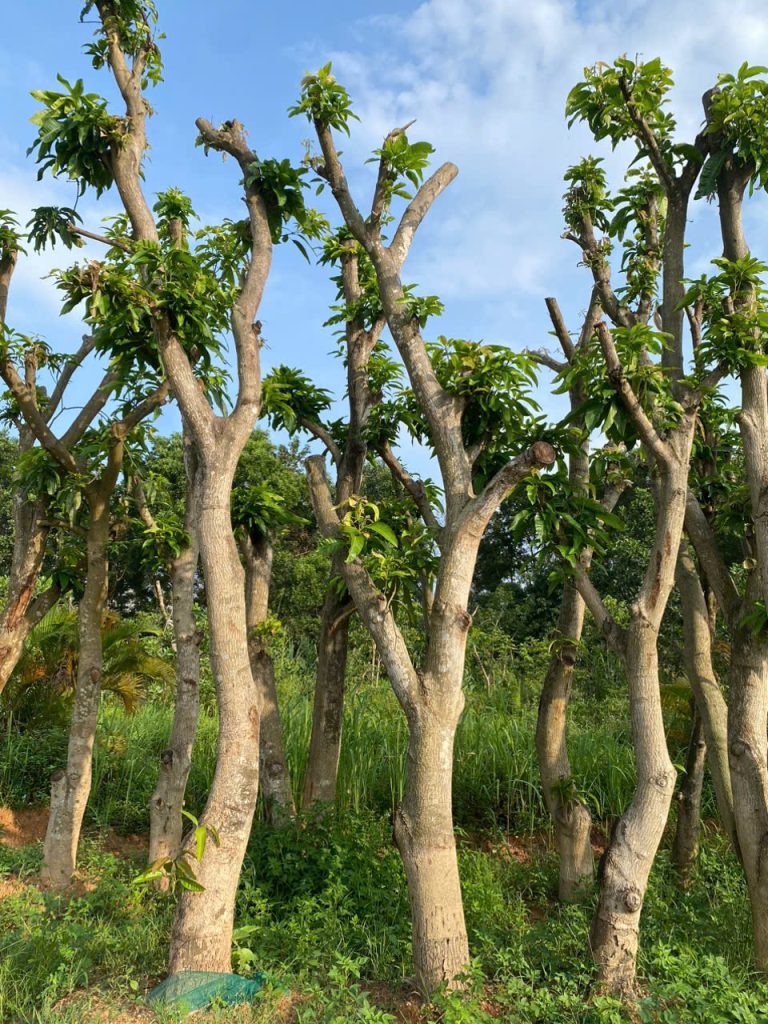 Cây Xanh Minh Hiếu