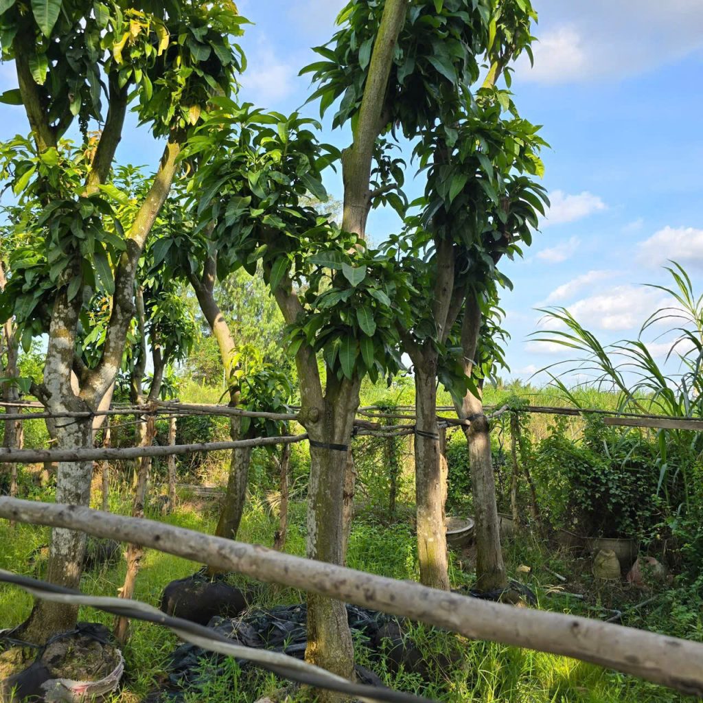 Cây Xanh Minh Hiếu