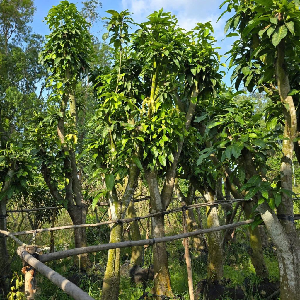 Cây Xanh Minh Hiếu