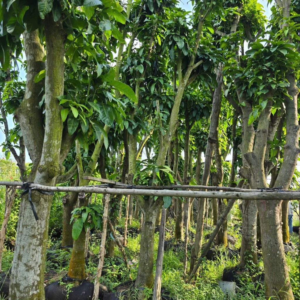 Cây Xanh Minh Hiếu