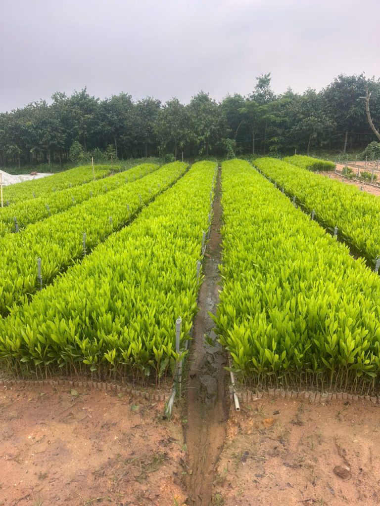 Cây Xanh Minh Hiếu