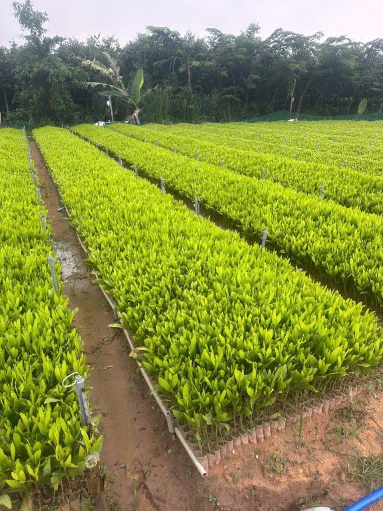 Cây Xanh Minh Hiếu