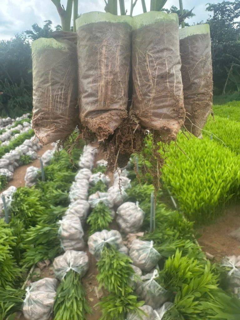 Cây Xanh Minh Hiếu