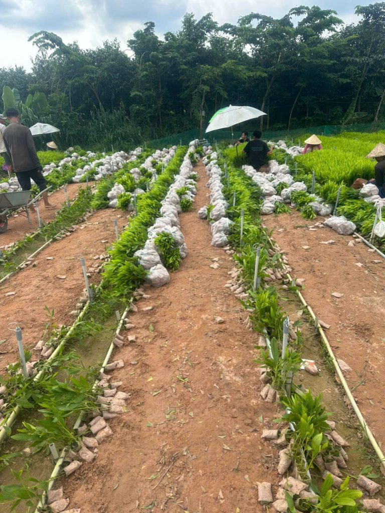 Cây Xanh Minh Hiếu