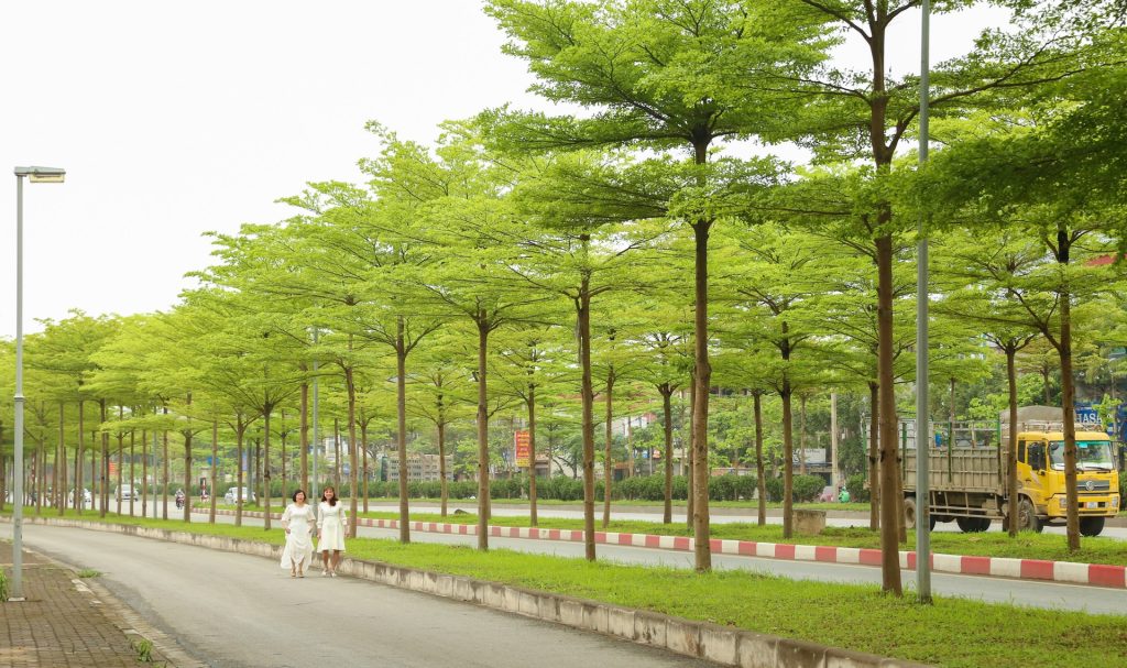 kích thước tán cây bàng đài loan