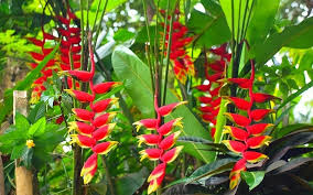 Cây Xanh Minh Hiếu