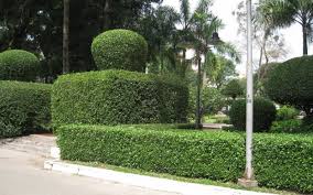 Cây Xanh Minh Hiếu