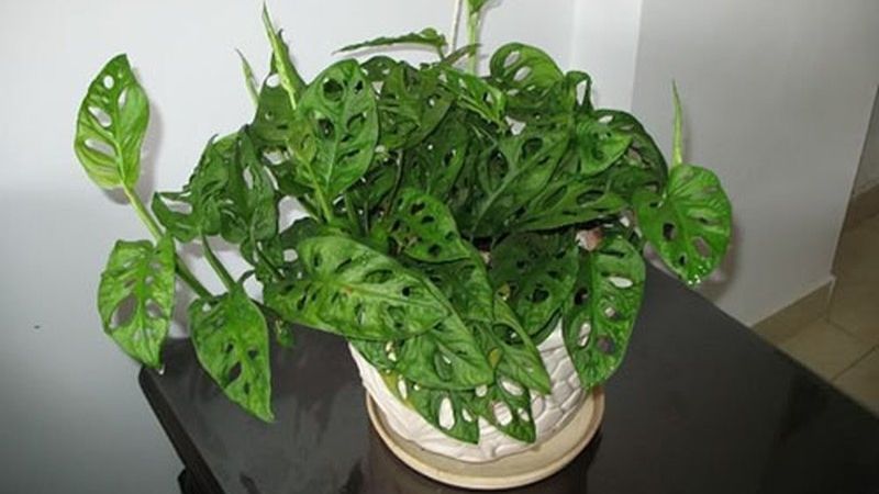Cây Trầu Bà Lỗ (Monstera Adansonii)