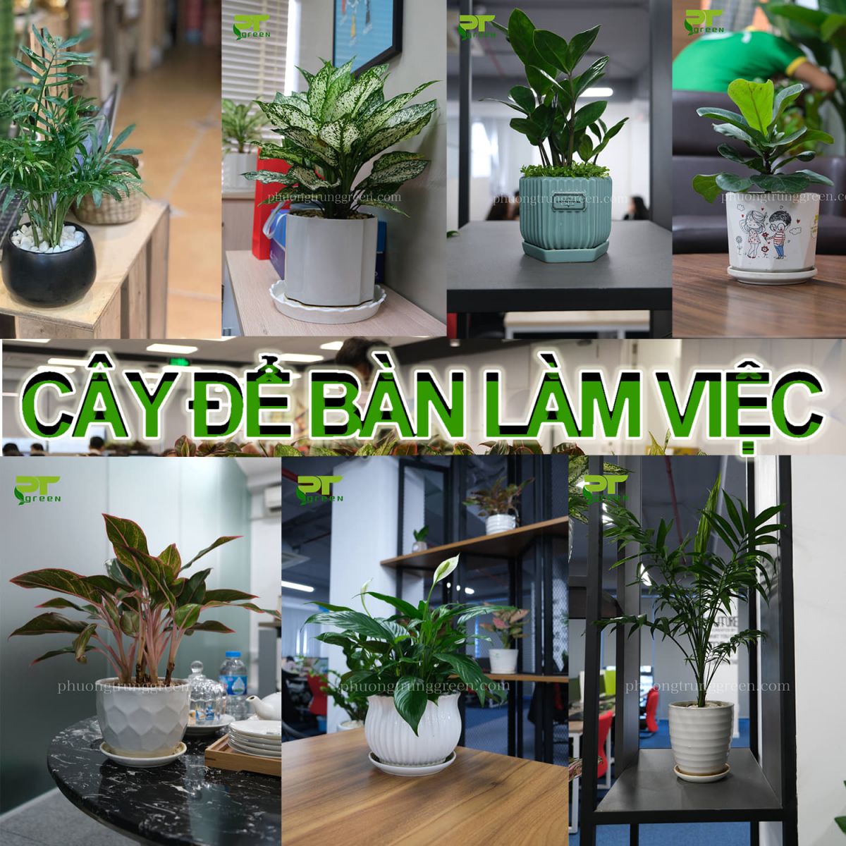 cây cảnh để bàn làm việc