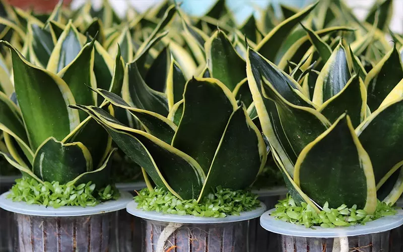 Cây Lưỡi Hổ để bàn