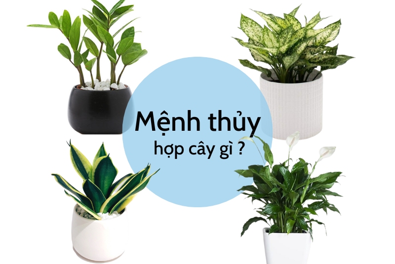 cây cảnh để bàn hợp mệnh thủy