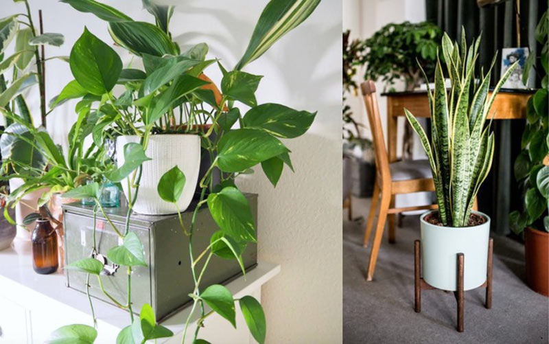 cây cảnh để bàn văn phòng