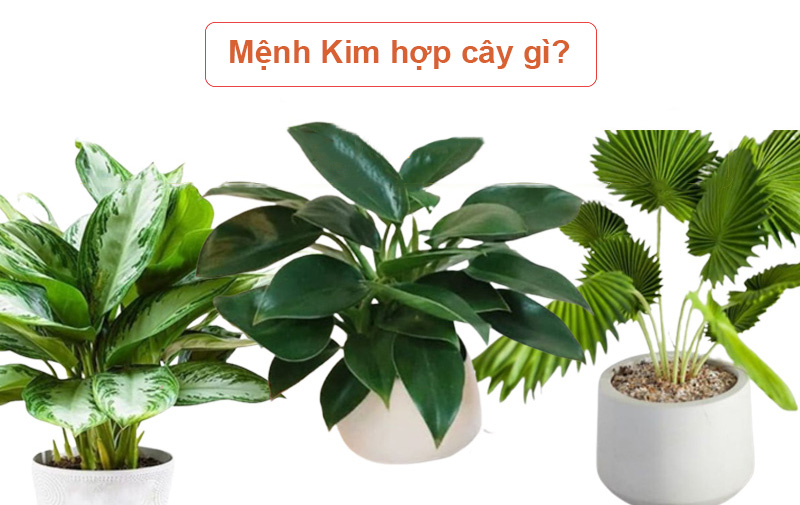 cây cảnh để bàn hợp mệnh Kim