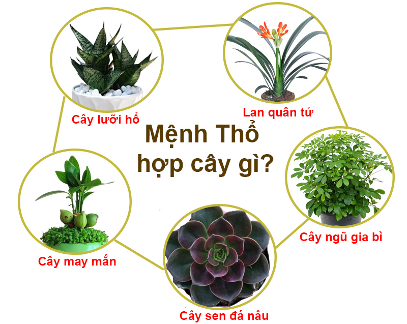 cây cảnh để bàn hợp mệnh Thổ