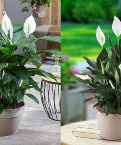 Cây Lan Lý - Cây cảnh để bàn