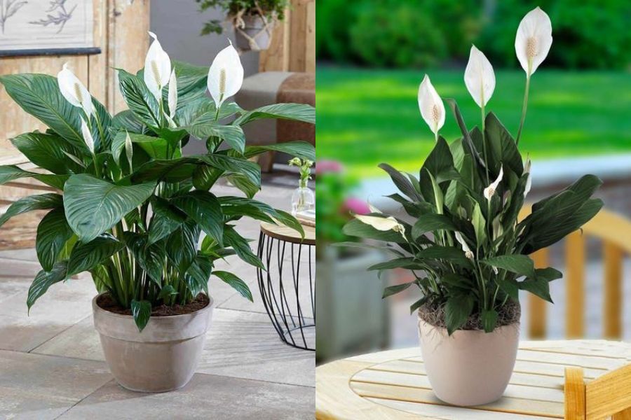 Cây Lan Lý - Cây cảnh để bàn