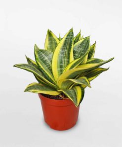 Cây Lưỡi Hổ tượng trưng cho sức mạnh, sự kiên cường và may mắn