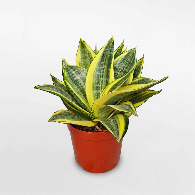 Cây Lưỡi Hổ tượng trưng cho sức mạnh, sự kiên cường và may mắn