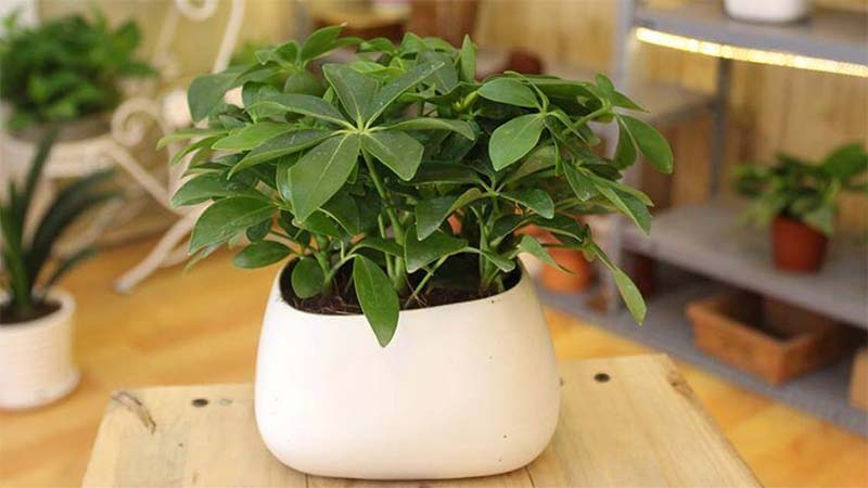 Cây Ngũ Gia Bì Xanh