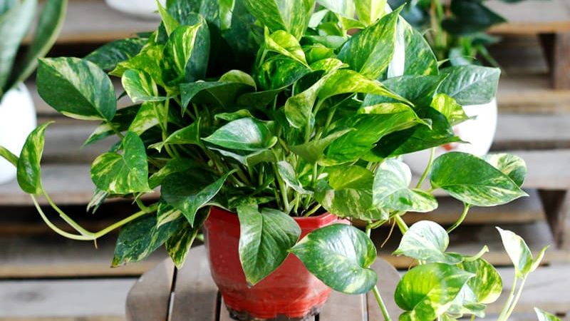 Cây Vạn Niên Thanh