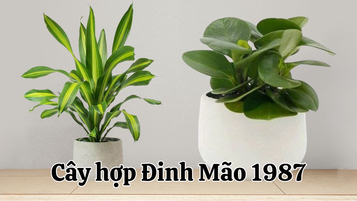 Cây cảnh để bàn hợp tuổi Đinh Mão 1987