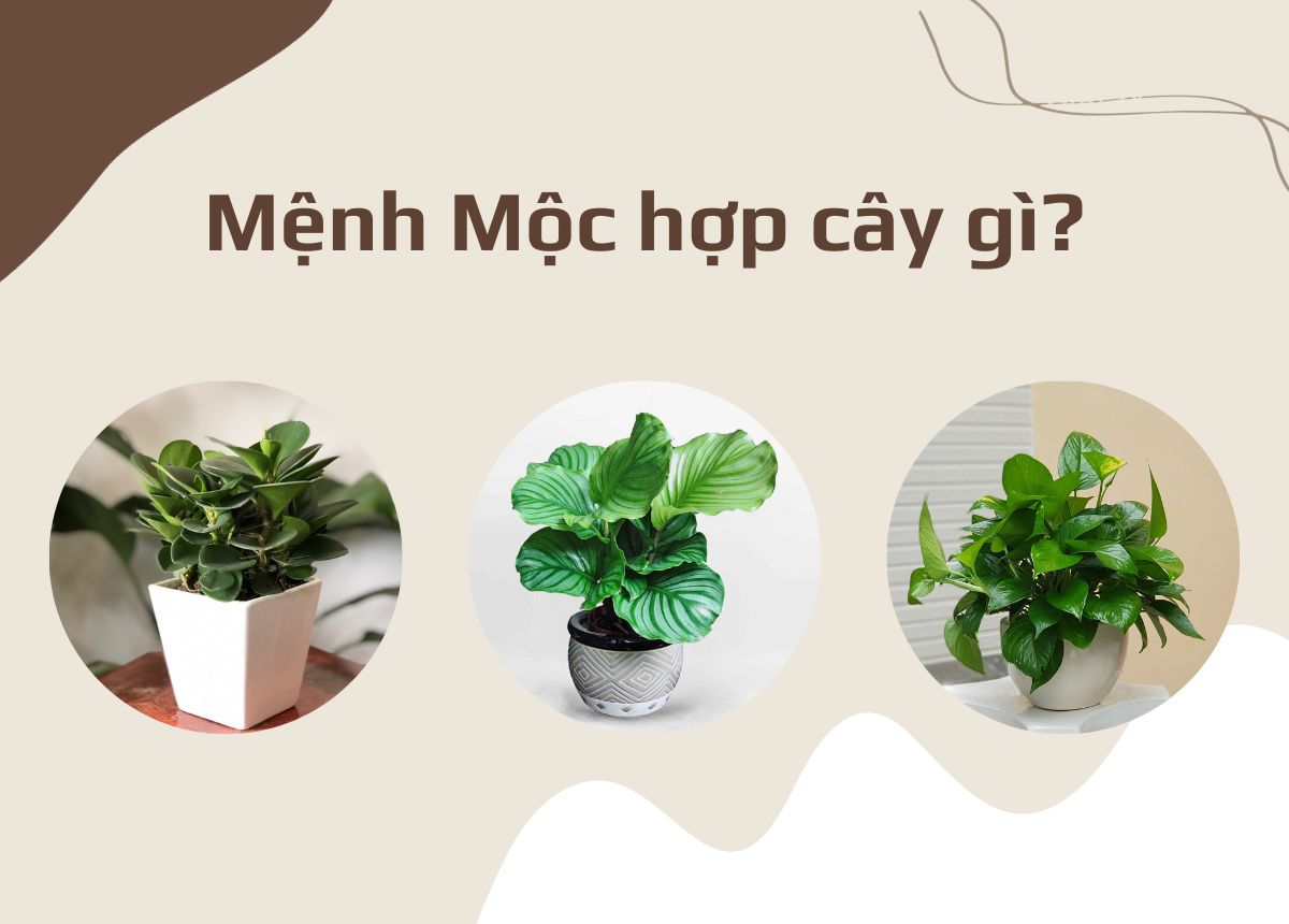 cây cảnh để bàn hợp mệnh mộc
