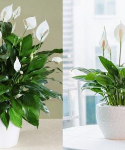 Cây xanh để bàn, văn phòng