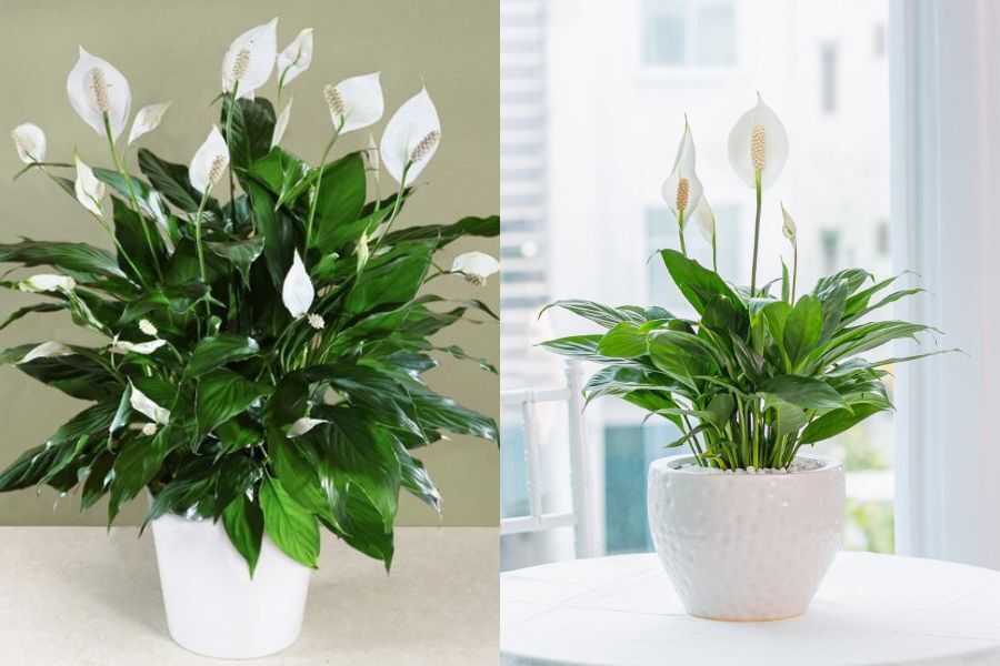 Cây xanh để bàn, văn phòng