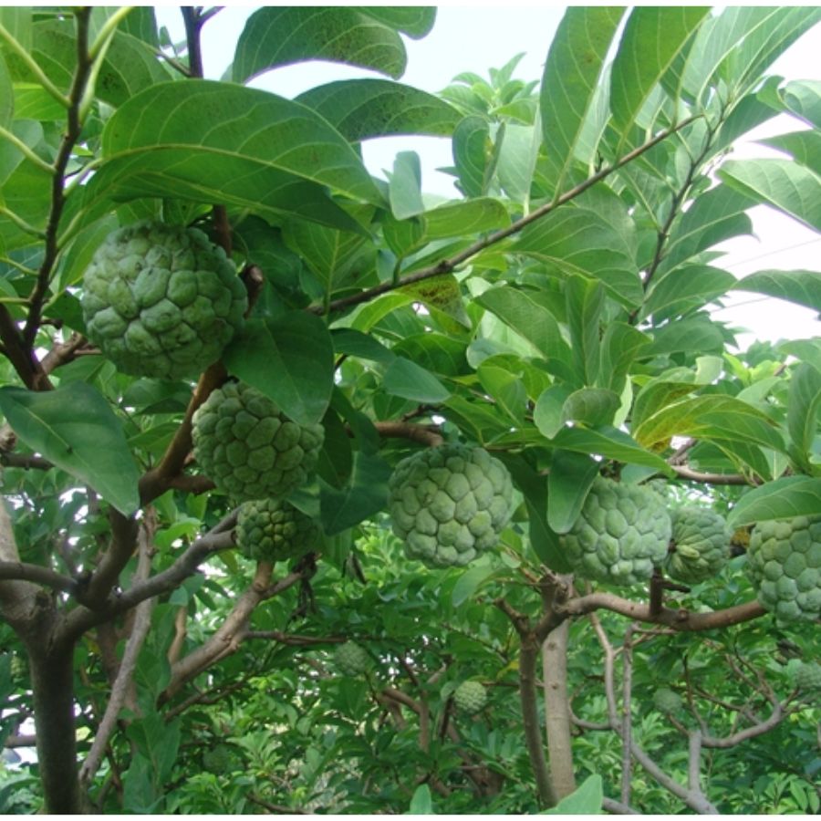 Ý Nghĩa Cây Xanh Cảnh