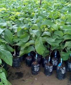 Cây Na hoàng hậu