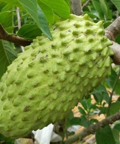 Cây Na sầu riêng