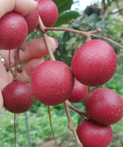 Cây Nhãn xuồng tím